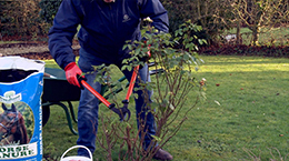 How to Prune your rose bush