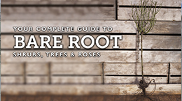 How to plant and look after bare root tree