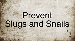 Prevent Slugs and Snail