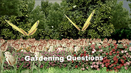 Gardening Questions 